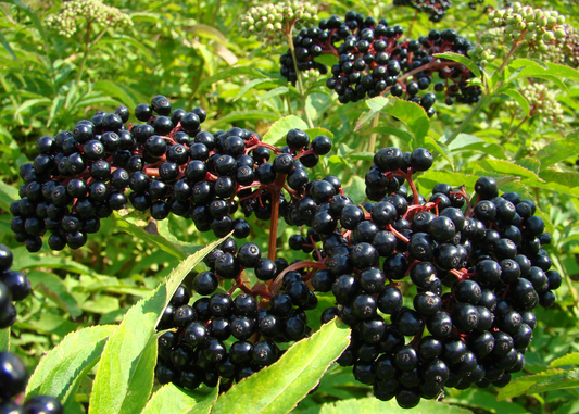 10 Reasons Elderberry is a Must-Have!