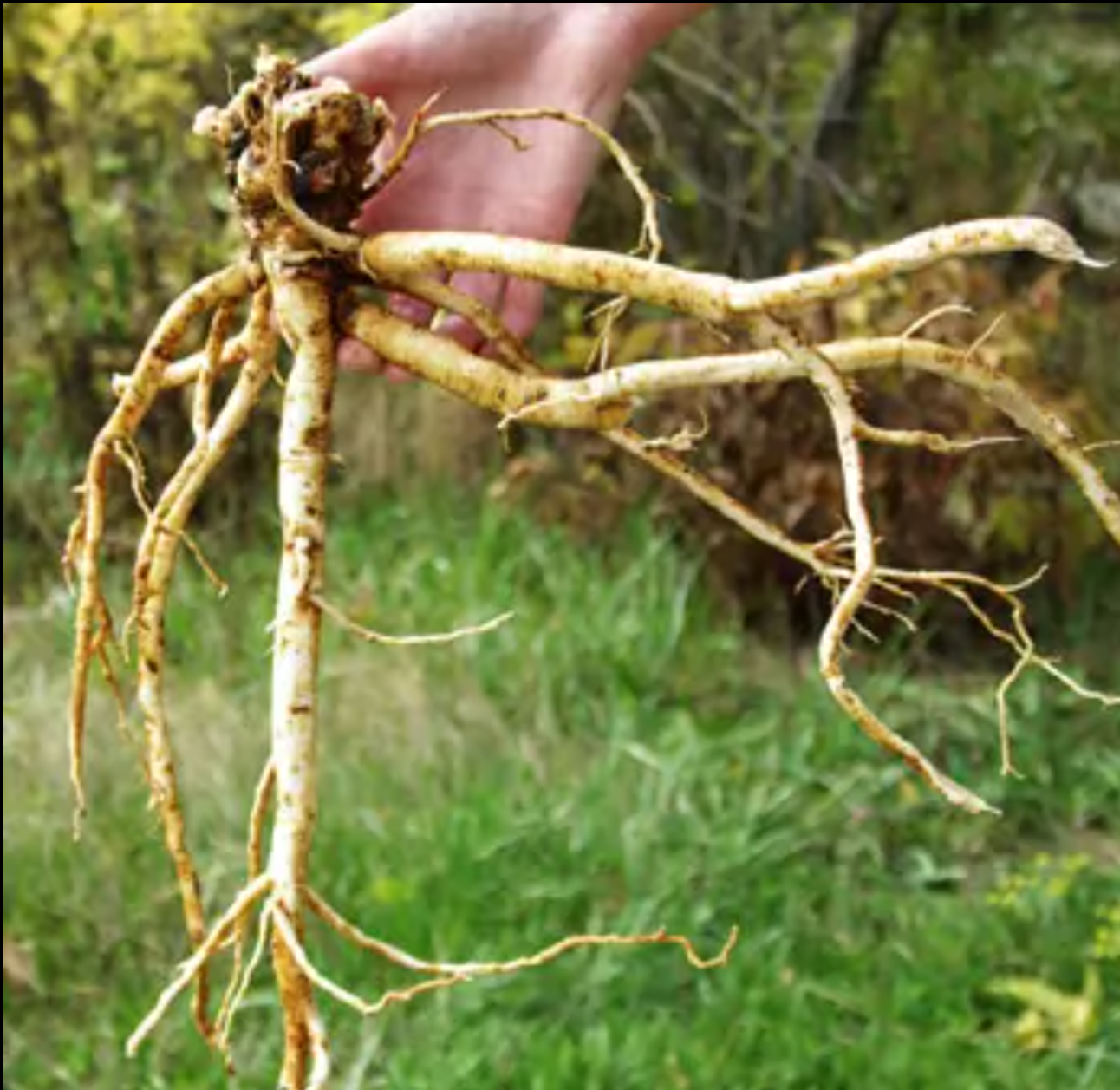 Astragalus Root, Certified Organic, non-GMO 4 and 8 oz cut/sifted and powder