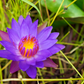 Blue Lotus Flower