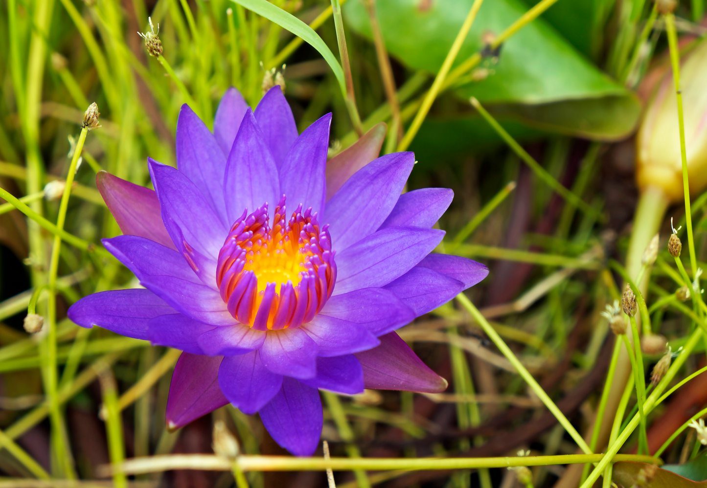 Blue Lotus Flower