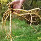 Astragalus Root, Certified Organic, non-GMO 4 and 8 oz cut/sifted and powder