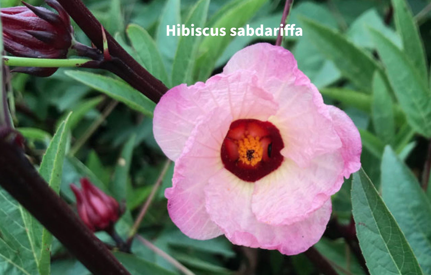 Heavenly Hibiscus Tisane – Special Reserve